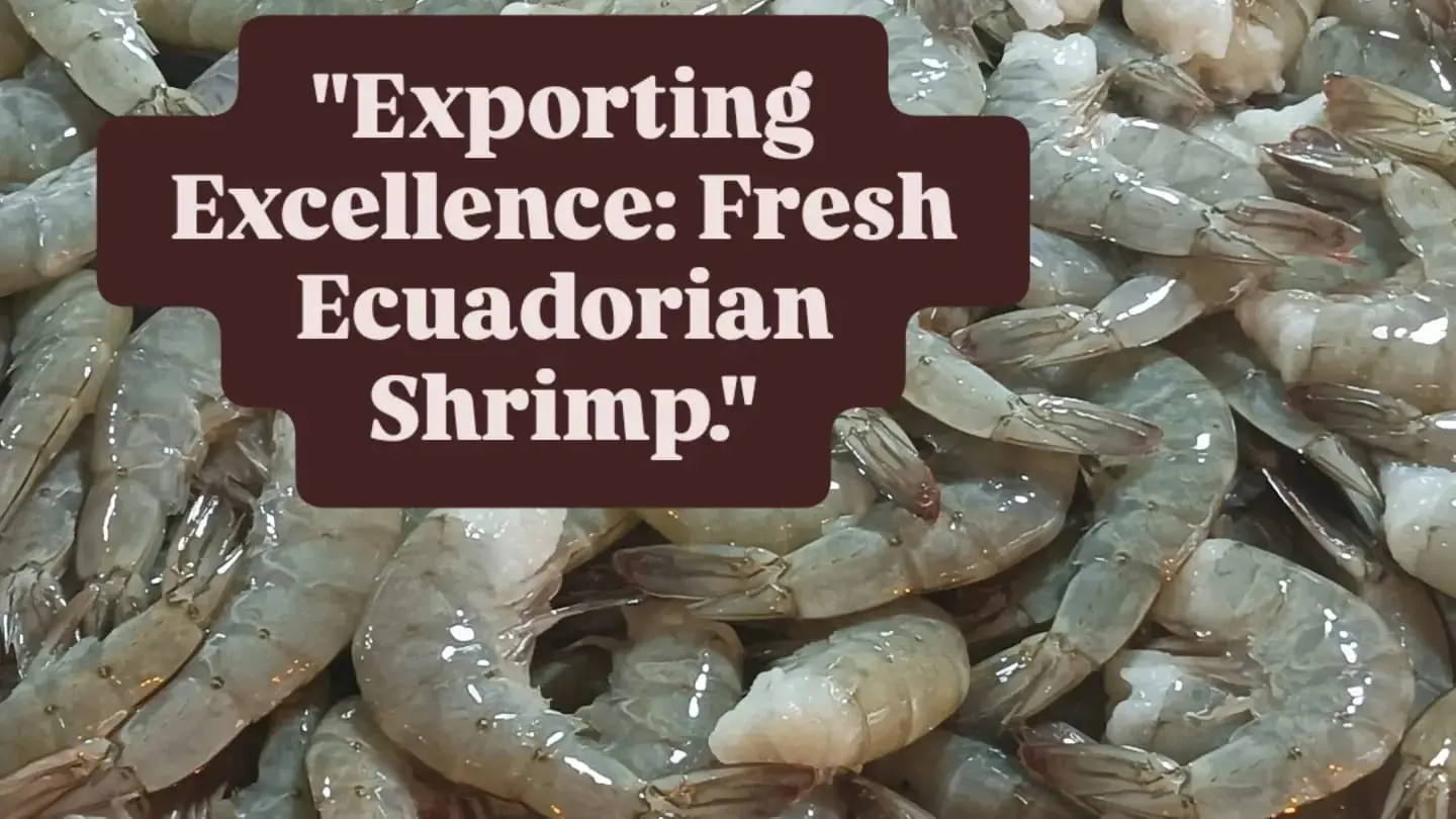 Exporting Excellence: Fresh Ecuadorian Shrimp